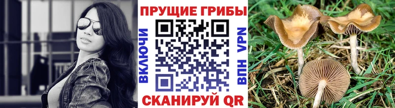 Купить где  Валдай  Псилоцибиновые грибы MAGIC MUSHROOMS 